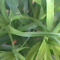 zielona czupryna ;)