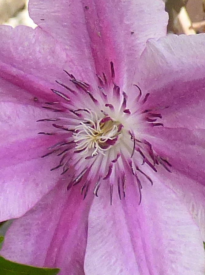 Clematis odmiana Carnaby