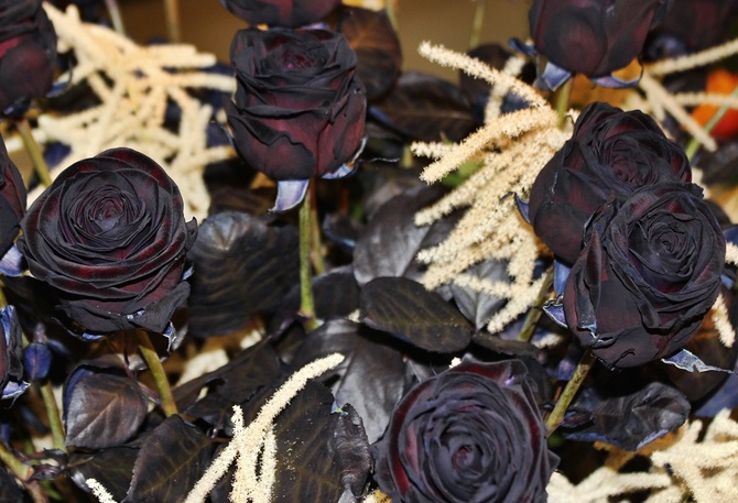 czarne róże, jakie jest Wasze zdanie :)