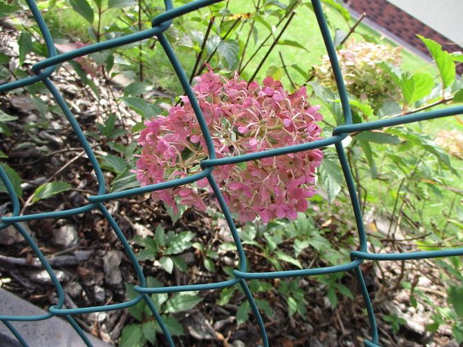 hortensja -jesienne kolory