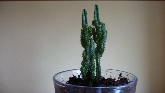 Mini kaktus.