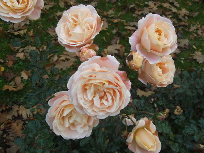 Piękne róże w dniu 31 pażdziernika