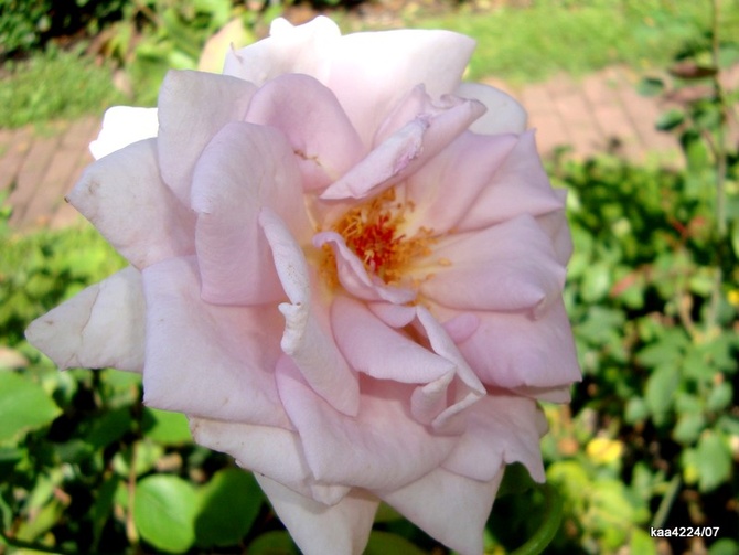  Róża  LADY X .  Makro.
