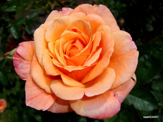  Róża  LUIS de  FUNES   Makro .