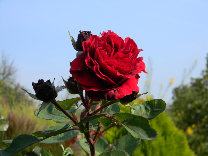 Róża Isabel