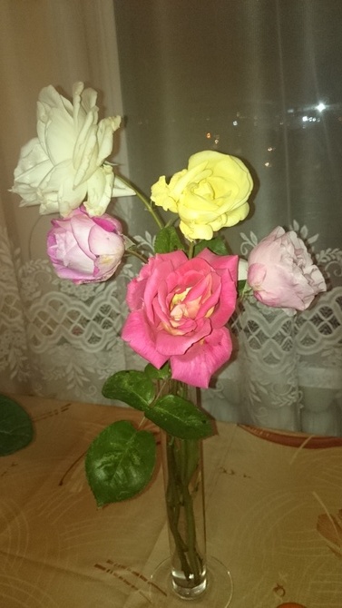 Róże z mojego ogródka 