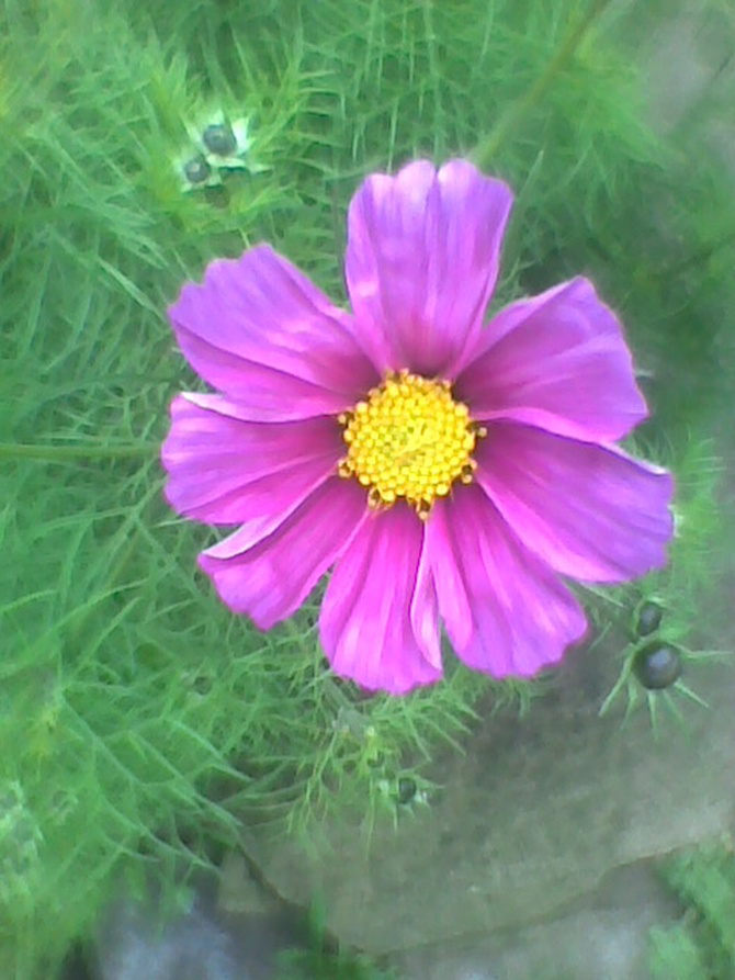 twardy kwiat ;)