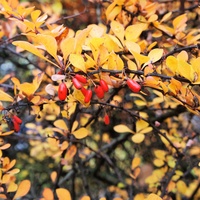 Barwy jesieni I