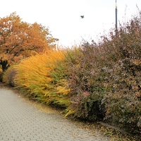 Barwy jesieni II