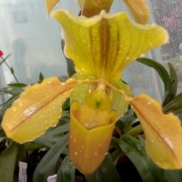 Bulbophyllum micrantum .  Makro .