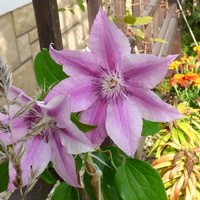 Clematis odmiana Carnaby