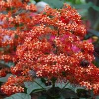 Clerodendrum Panicul