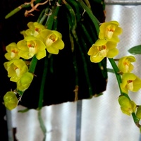Dendrobium Delacourii.