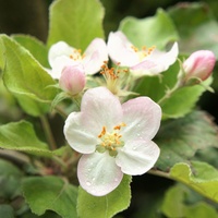 Jabłonka powtarza kwitnienie 