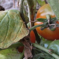Pażdziernikowe pomidorki
