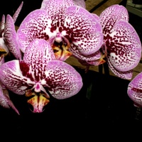  Phalaenopsis.   Makro.