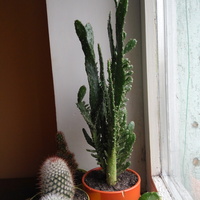 Reszta kaktusów z opuntią w tle