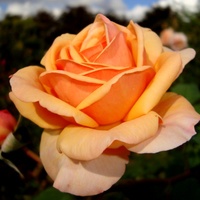  Róża  CHARLES  AUSTIN - ' AUSLES ' - AUSFATHER .