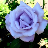  Róża  CHARLES de GAULLE .  Makro .