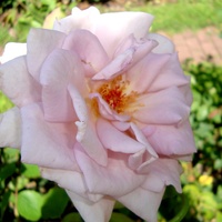  Róża  LADY X .  Makro.