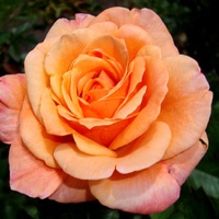 Róża  LUIS de  FUNES   Makro .