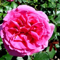 Róża  PRINCESS ALEXANDRA .  Makro .
