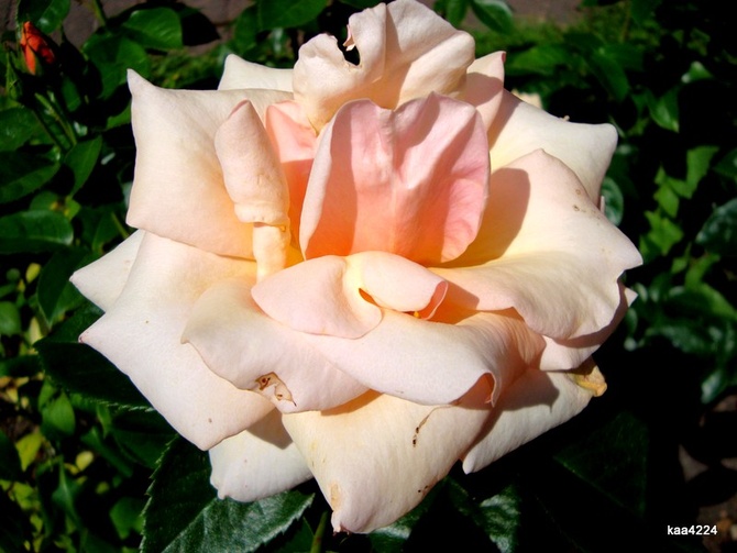 Delikatna i rozświetlona róża . N N .  Makro.