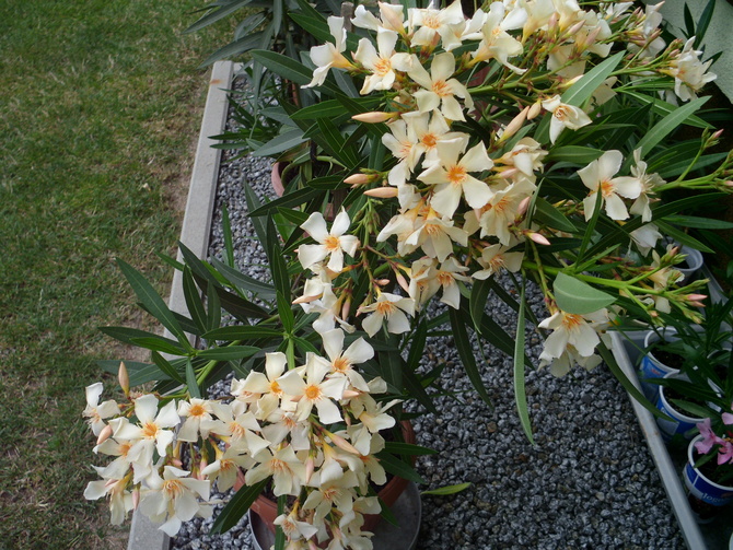 oleander kremowo - żółty