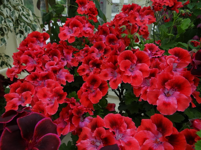Pelargonia Red Flower-Wiesiu dla Ciebie