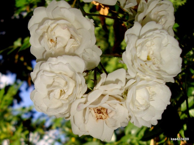 Róża  ALBA MEIDILLAND . BUKIETOWA.