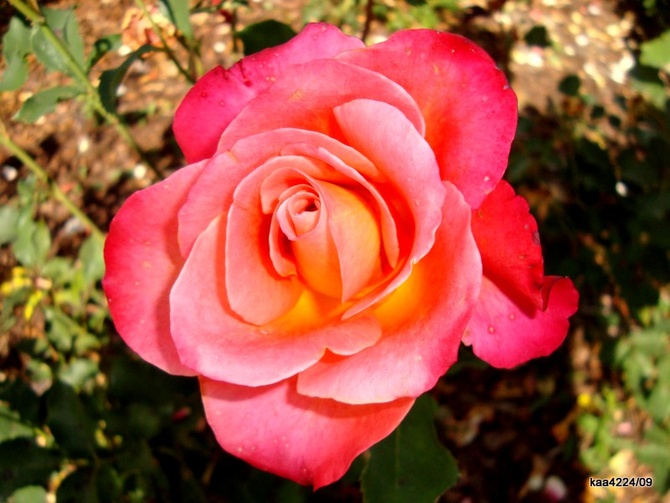  Róża  DONATELLA - GRANADA .  Makro.