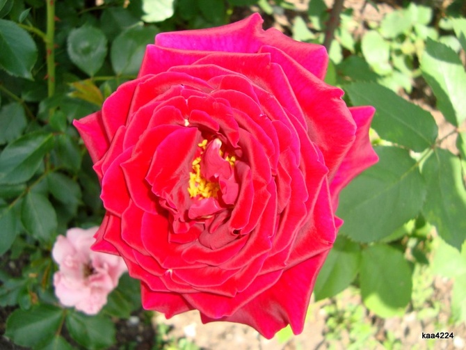 Róża  HANNE aksamitna.  Makro .