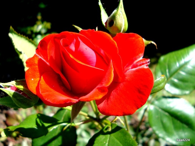 Róża  SATCHMO dla Olgi /nastusia/.  Makro.