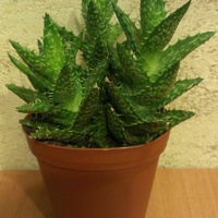 ...Aloes...