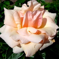 Delikatna i rozświetlona róża . N N .  Makro.
