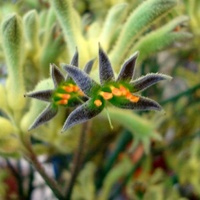 Kwiatki Anigozanthos ' Green ' .Kangaroo Paw.