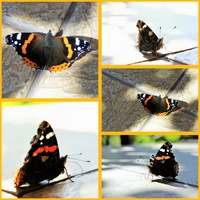 Letnie spotkanie z motylkiem 