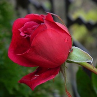 Listopadowa Róża..