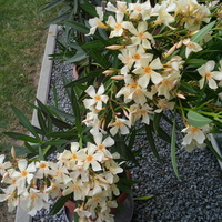 oleander kremowo - żółty