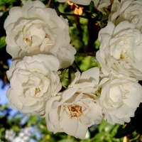 Róża  ALBA MEIDILLAND . BUKIETOWA.