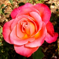  Róża  DONATELLA -
