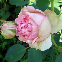Róża  EDEN  ROSE .  Makro.