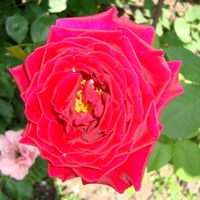 Róża  HANNE aksamitna.  Makro .