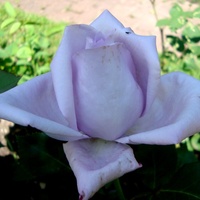  Róża  N N .  Makro .