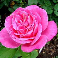 Róża  N N .  Makro .