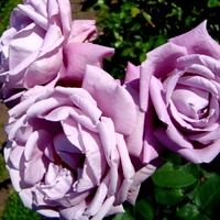 Róża  N N .  Makro