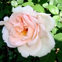 Róża  PAULCAS 018 - KRONPRINCESSE  MARY .  Makro.