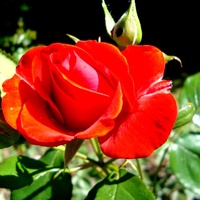 Róża  SATCHMO dla Olgi /nastusia/.  Makro.