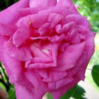 Róża  ZEPHIRINE  DROUHIN .  Makro
