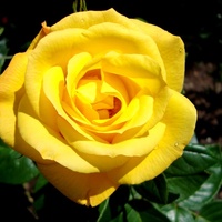 Słoneczna róża  N N .  Makro .